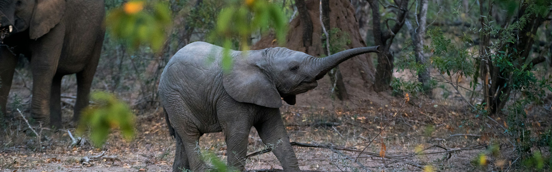 KL to Kuala Gandah Elephant Sanctuary One Day Tour
