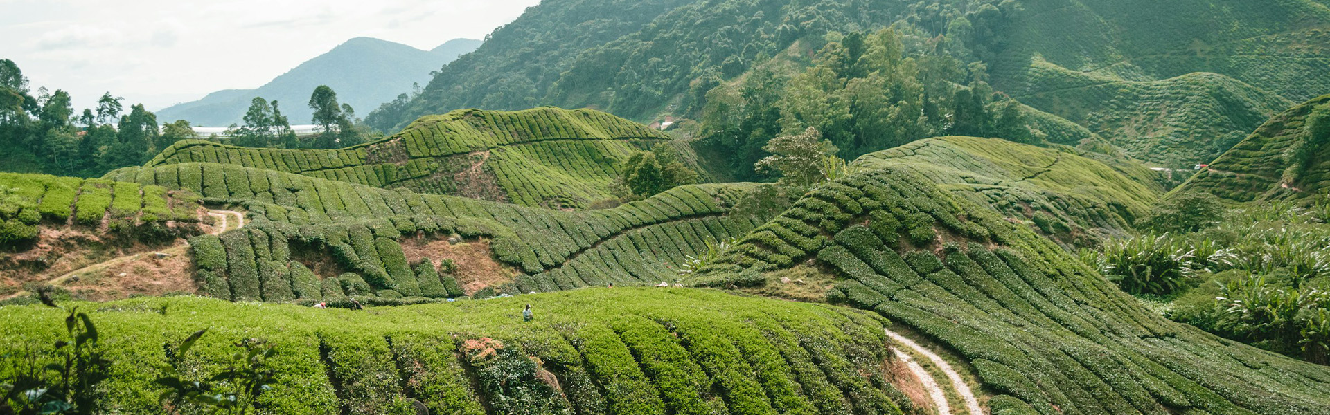 Cameron Highlands Tour Package | Full Day Tour From Kuala Lumpur
