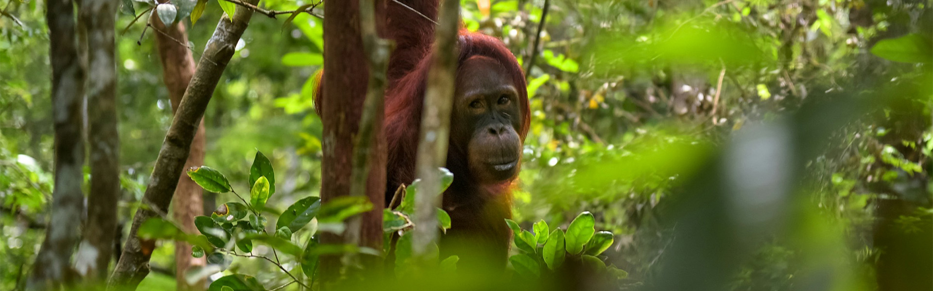 Bukit Merah Orang Utan Tour Package