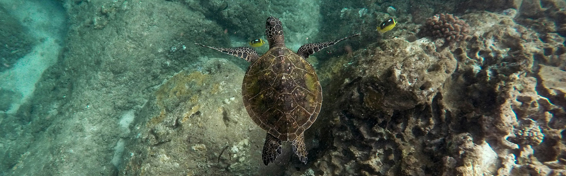TURTLE CONSERVATION TOUR