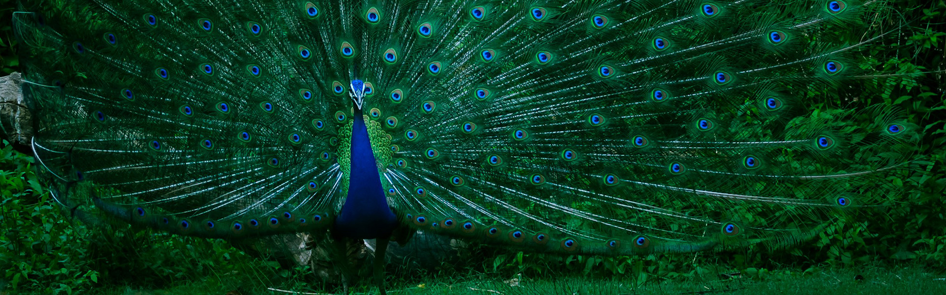 KL Bird Park, Central Market and Chinatown Day Tour