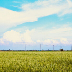 Sekinchan Day Tour Package with Sky Mirror + Seafood Lunch